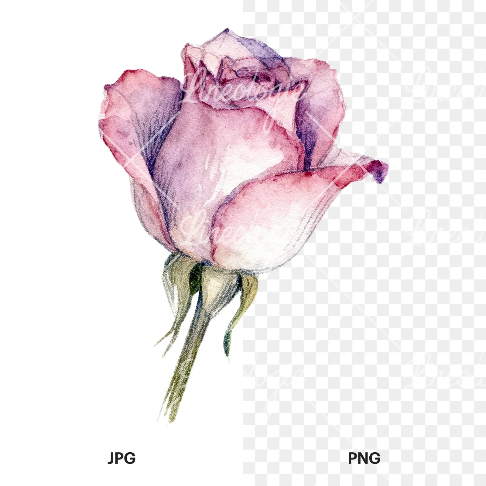Watercolor pastel rose with buds clipart 1 of 9, as a JPG on white and a transparent PNG
