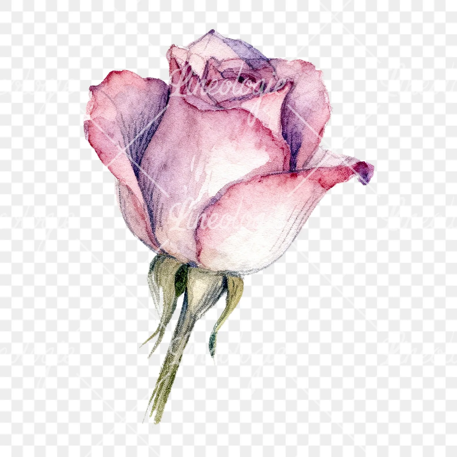 Watercolor pastel rose with buds clipart 1 of 9 on a transparent background (PNG)