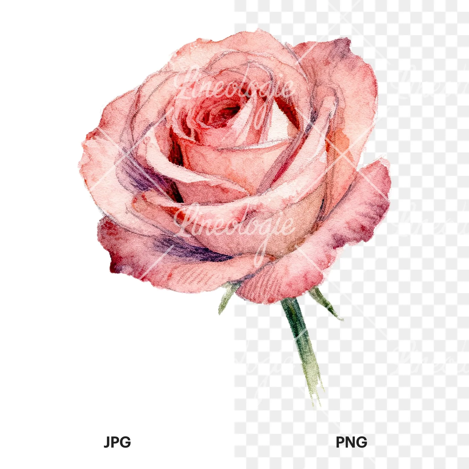 Watercolor pastel rose with buds clipart 2 of 9, as a JPG on white and a transparent PNG