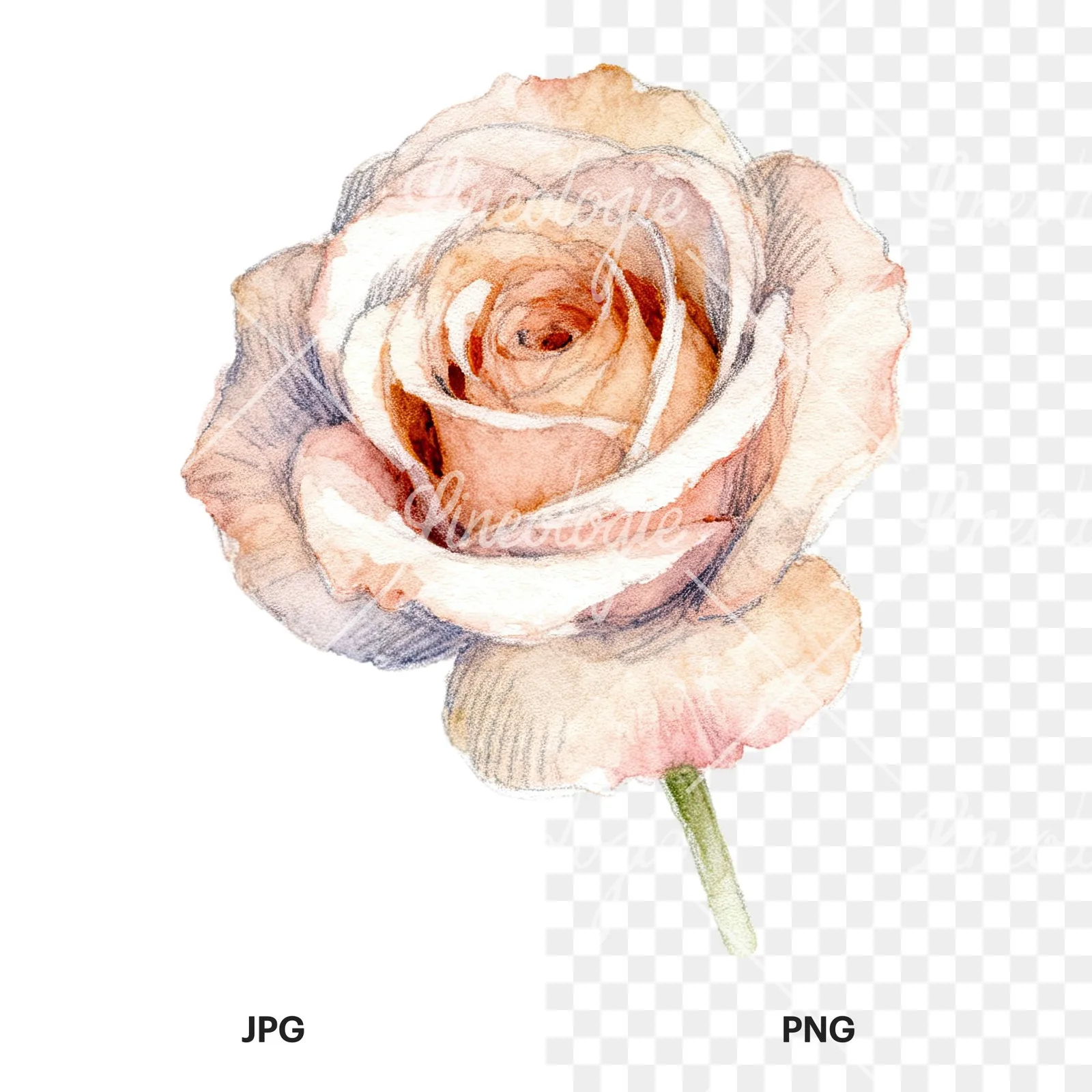 Watercolor pastel rose with buds clipart 3 of 9, as a JPG on white and a transparent PNG