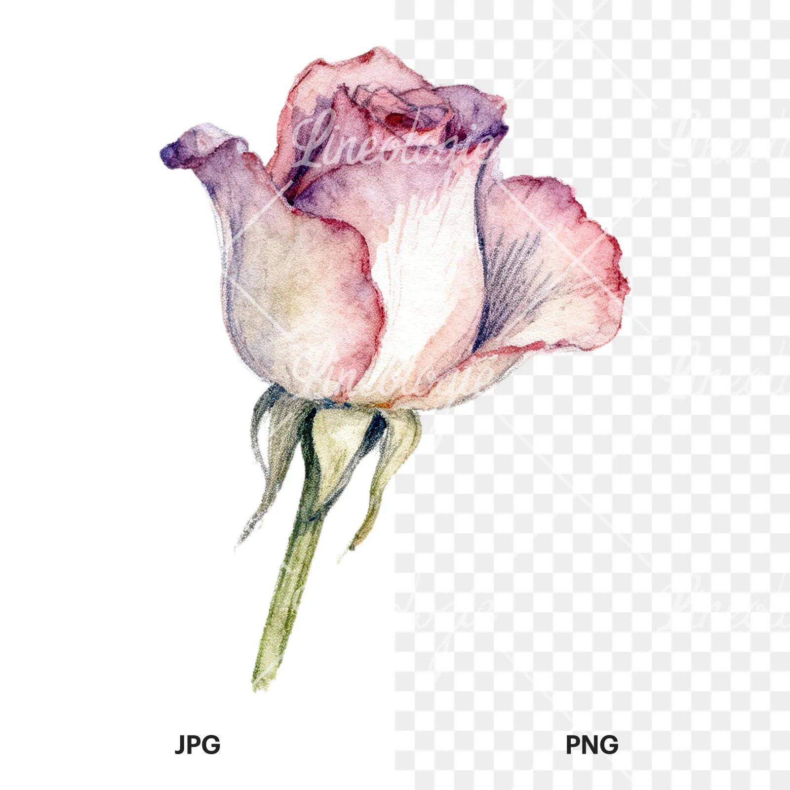 Watercolor pastel rose with buds clipart 4 of 9, as a JPG on white and a transparent PNG