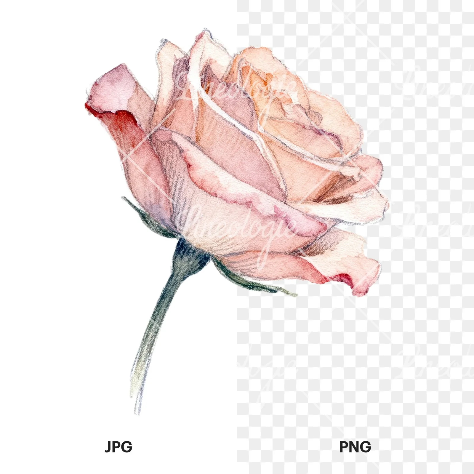 Watercolor pastel rose with buds clipart 5 of 9, as a JPG on white and a transparent PNG