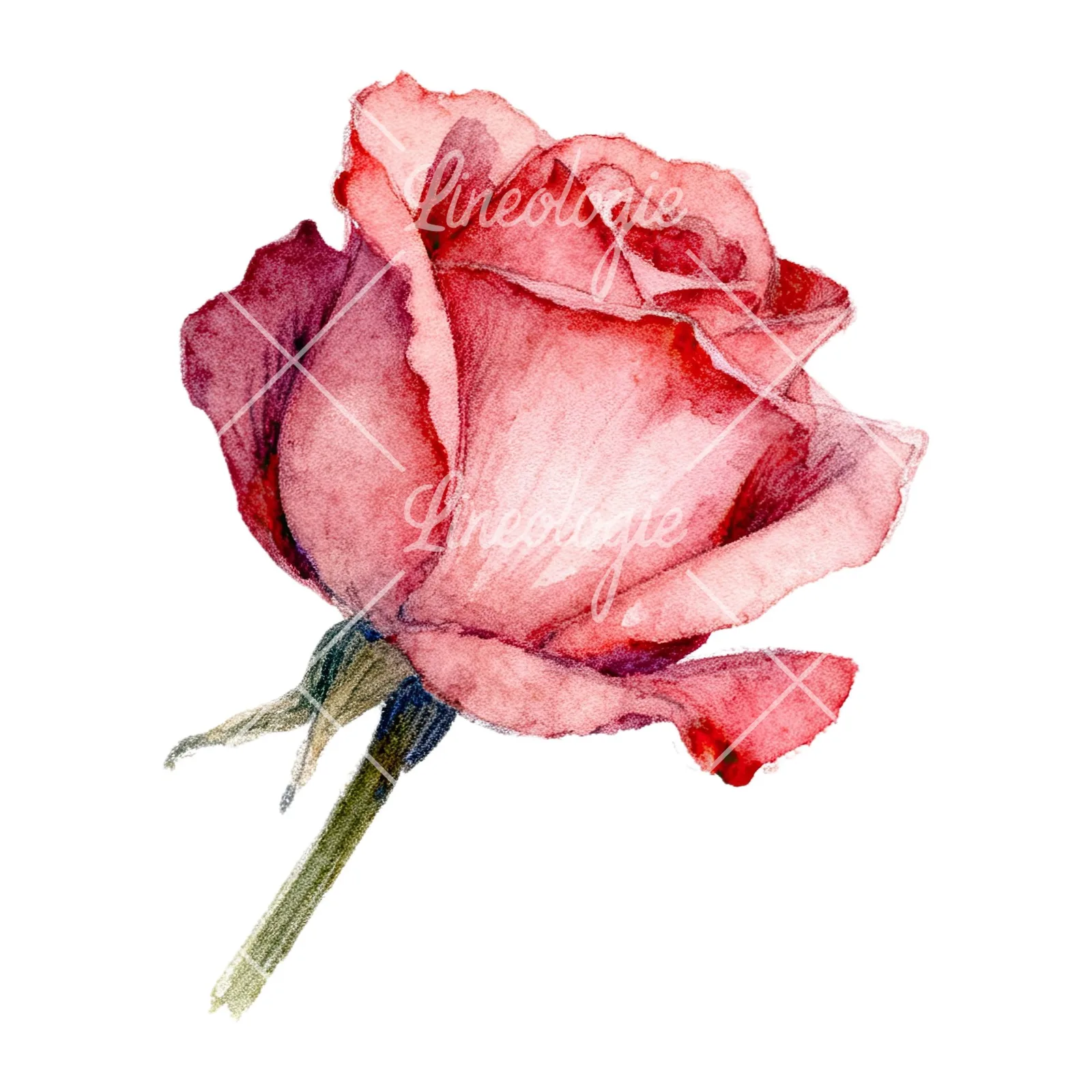 Watercolor pastel rose with buds clipart 6 of 9 on a white background (JPG)