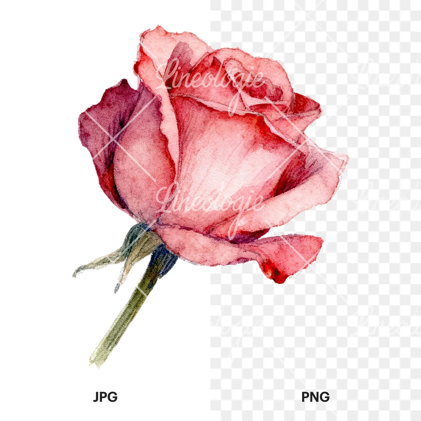 Watercolor pastel rose with buds clipart 6 of 9, as a JPG on white and a transparent PNG