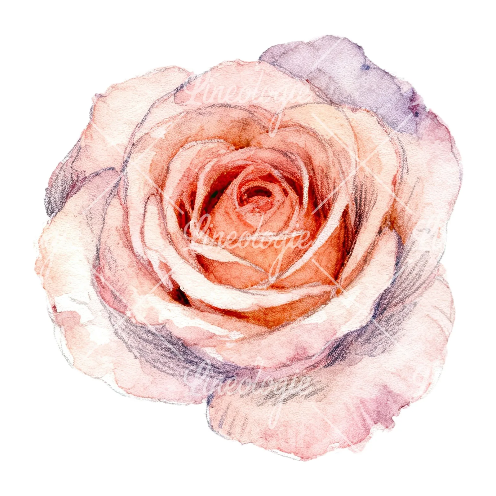 Watercolor pastel rose with buds clipart 7 of 9 on a white background (JPG)