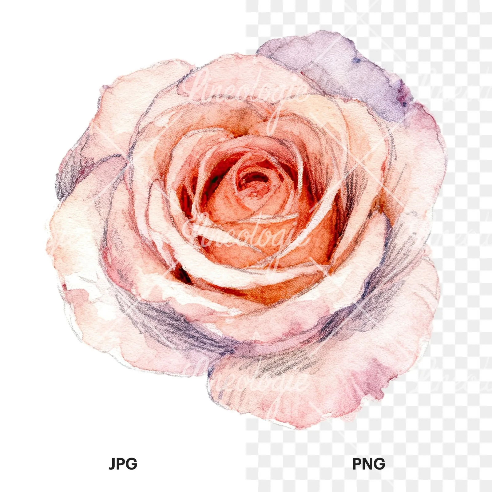 Watercolor pastel rose with buds clipart 7 of 9, as a JPG on white and a transparent PNG