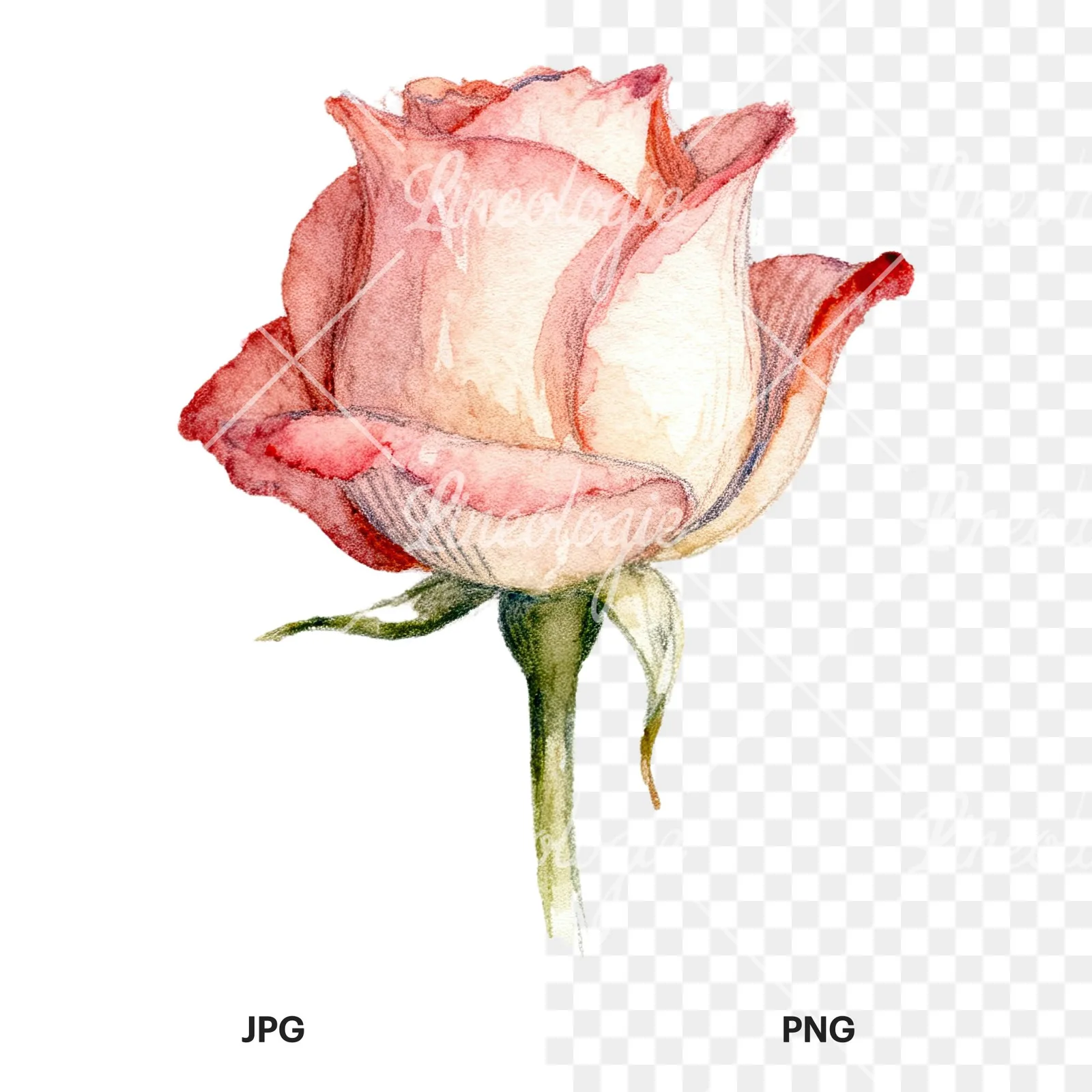 Watercolor pastel rose with buds clipart 8 of 9, as a JPG on white and a transparent PNG