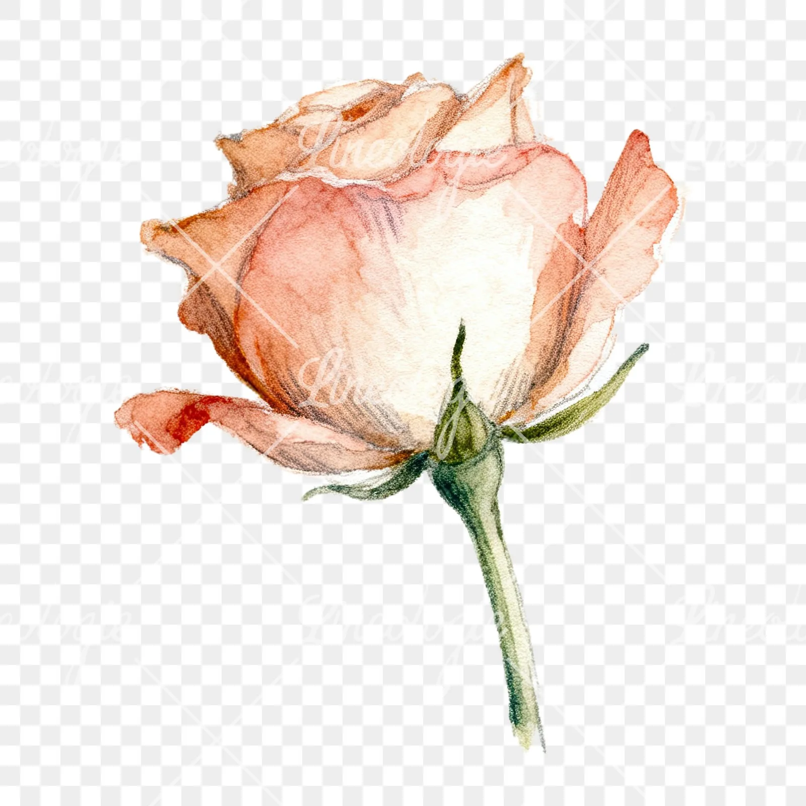 Watercolor pastel rose with buds clipart 9 of 9 on a transparent background (PNG)