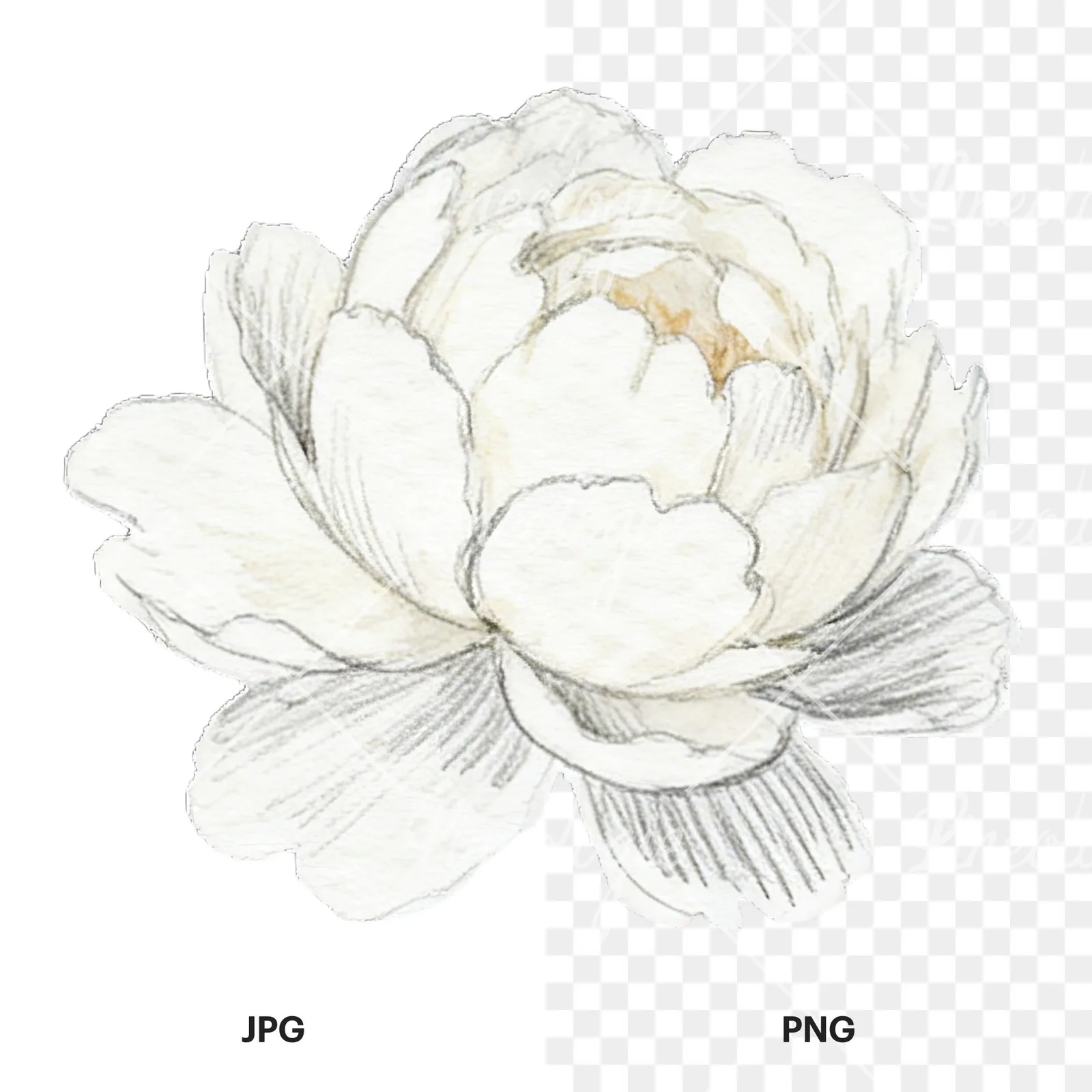 Watercolor peony with partial stems clipart 1 of 9, as a JPG on white and a transparent PNG