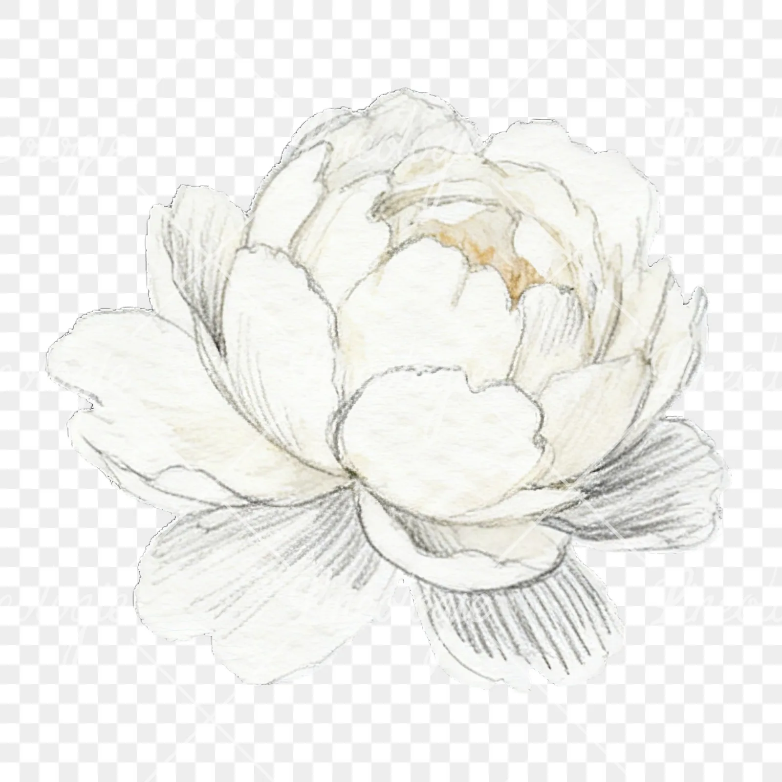 Watercolor peony with partial stems clipart 1 of 9 on a transparent background (PNG)