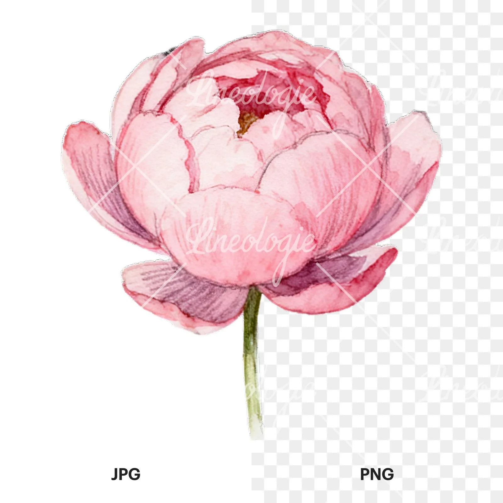 Watercolor peony with partial stems clipart 2 of 9, as a JPG on white and a transparent PNG