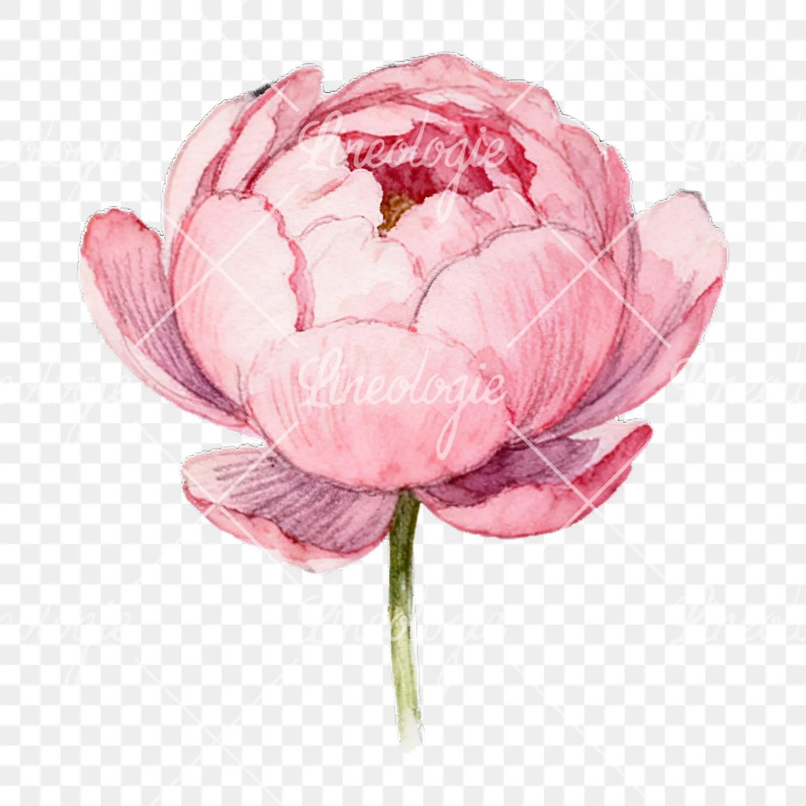 Watercolor peony with partial stems clipart 2 of 9 on a transparent background (PNG)
