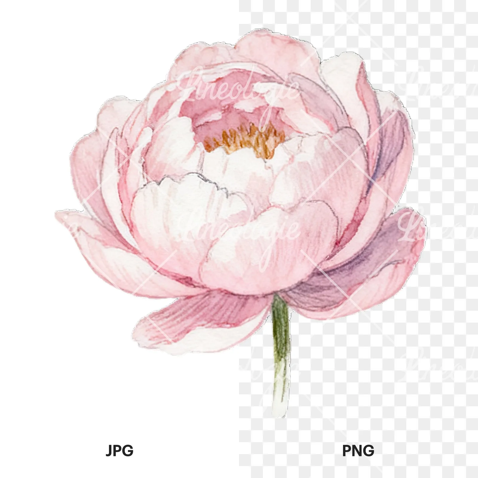 Watercolor peony with partial stems clipart 3 of 9, as a JPG on white and a transparent PNG