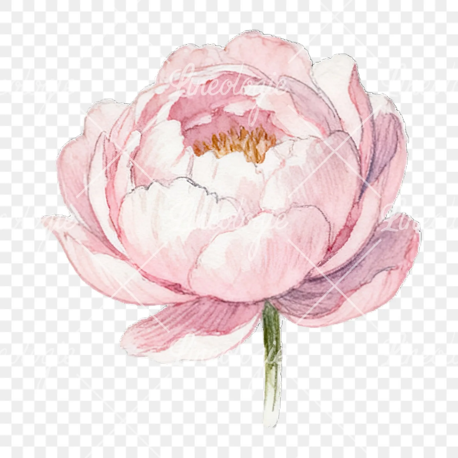 Watercolor peony with partial stems clipart 3 of 9 on a transparent background (PNG)