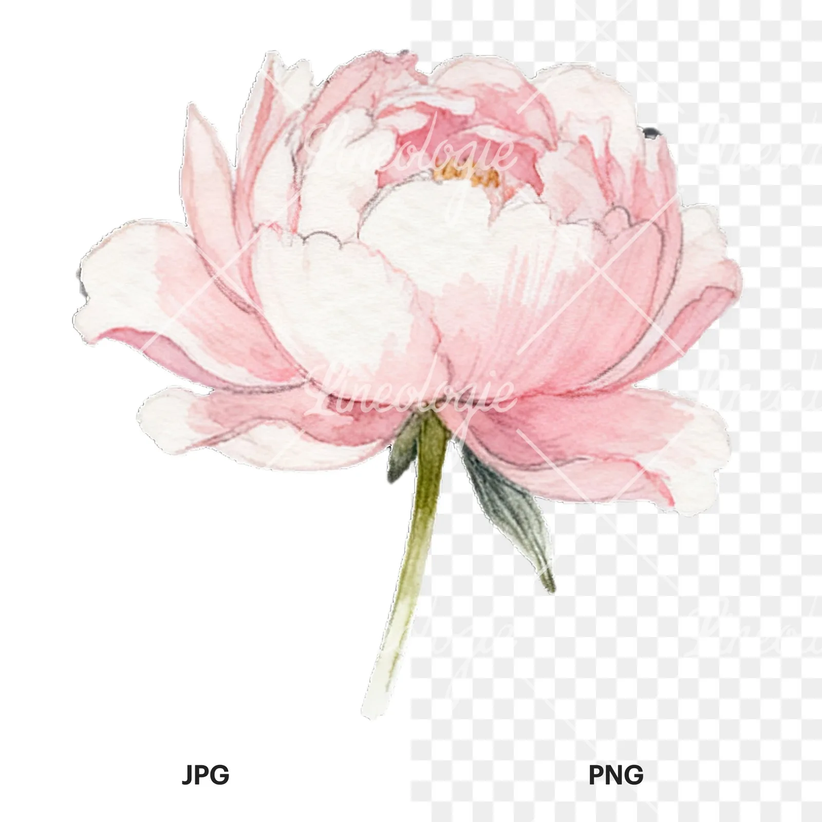 Watercolor peony with partial stems clipart 4 of 9, as a JPG on white and a transparent PNG