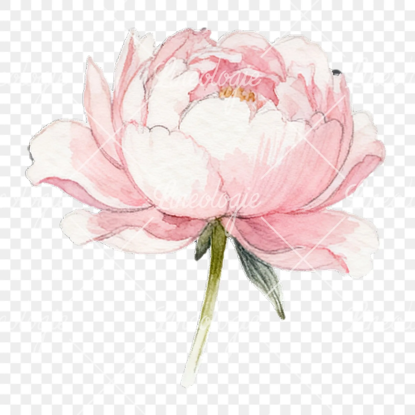 Watercolor peony with partial stems clipart 4 of 9 on a transparent background (PNG)