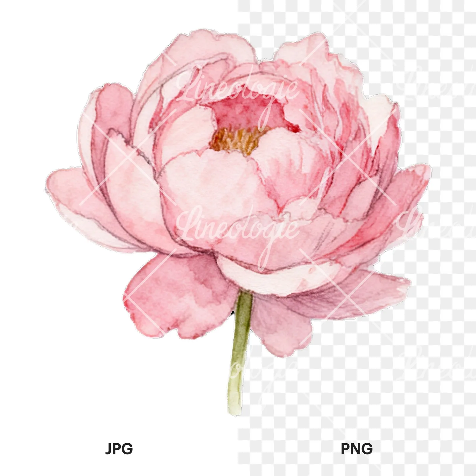 Watercolor peony with partial stems clipart 5 of 9, as a JPG on white and a transparent PNG