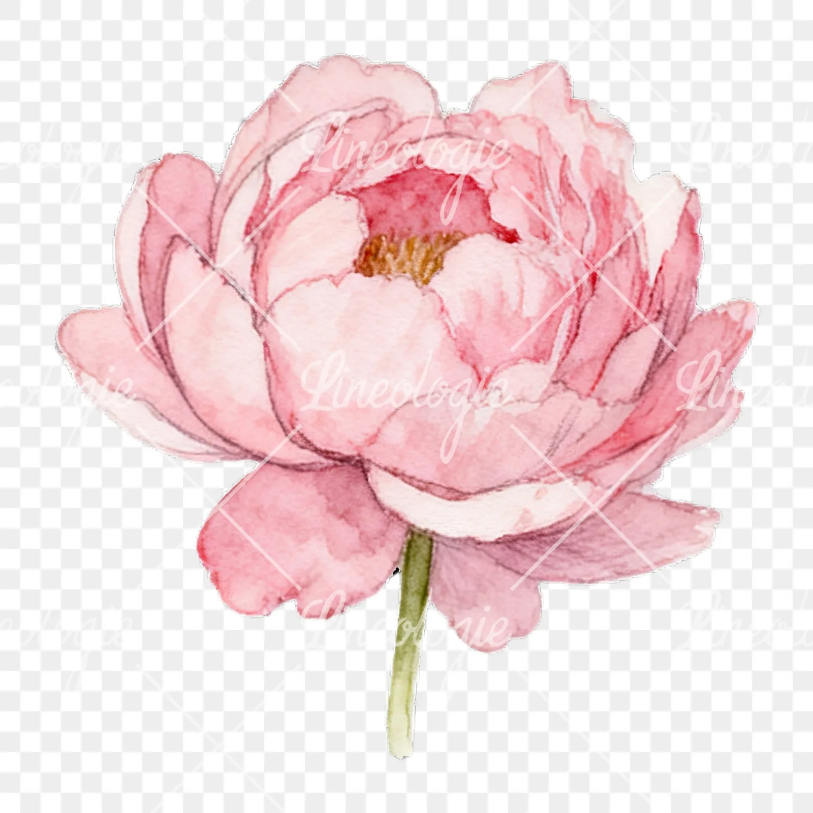 Watercolor peony with partial stems clipart 5 of 9 on a transparent background (PNG)
