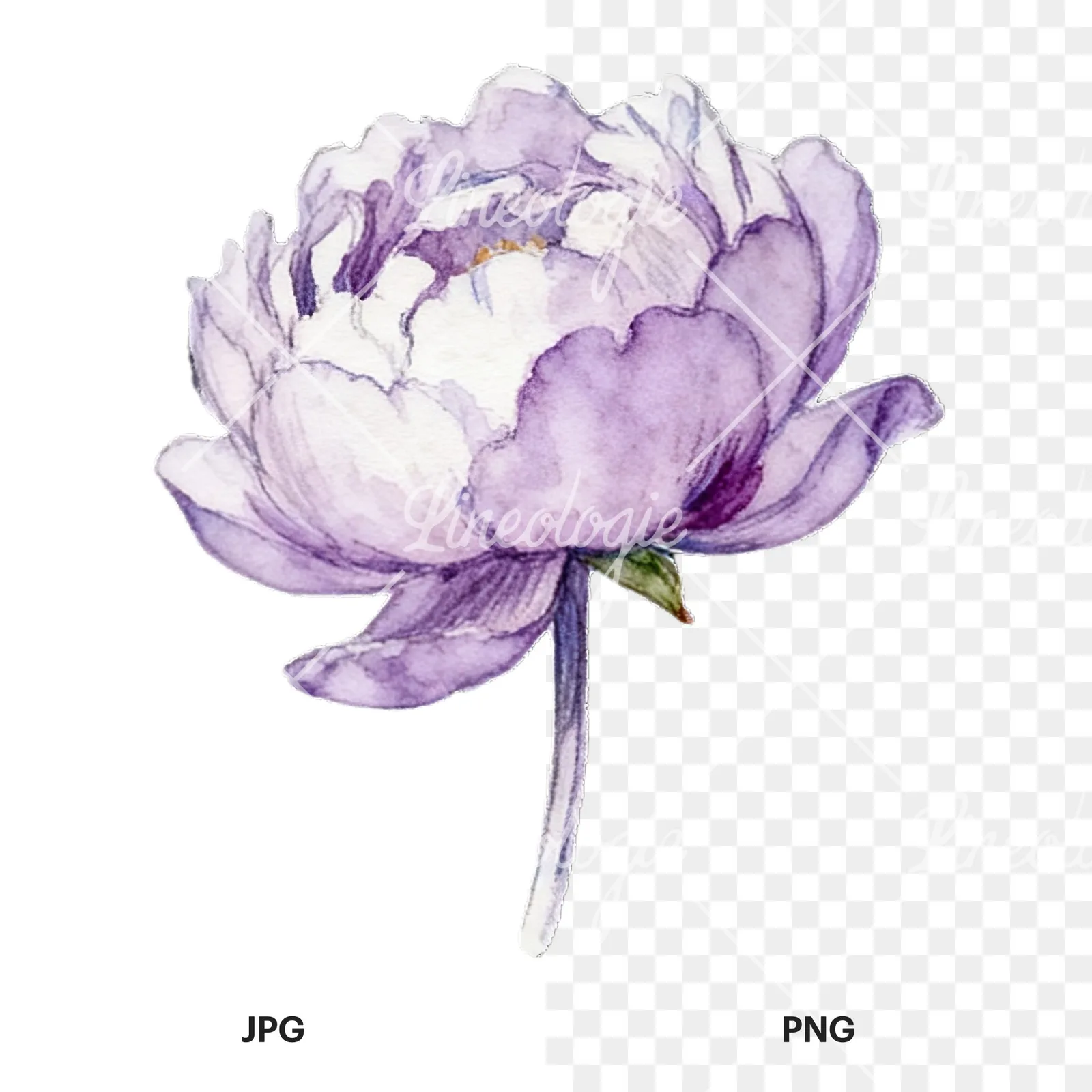 Watercolor peony with partial stems clipart 6 of 9, as a JPG on white and a transparent PNG