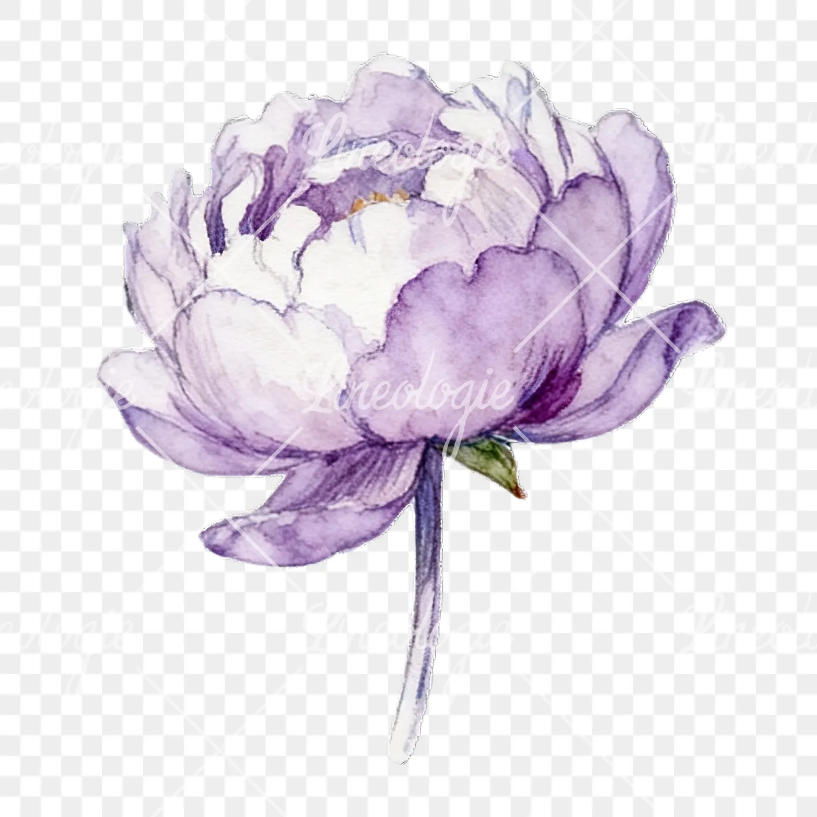 Watercolor peony with partial stems clipart 6 of 9 on a transparent background (PNG)