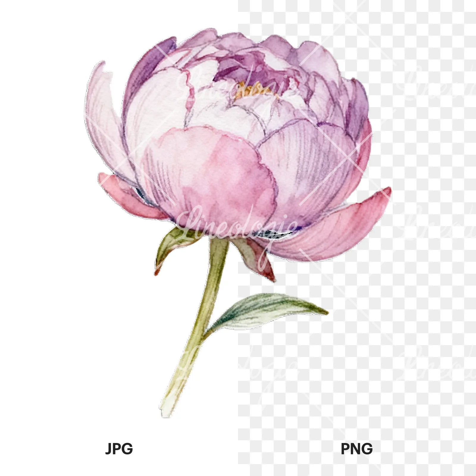 Watercolor peony with partial stems clipart 7 of 9, as a JPG on white and a transparent PNG