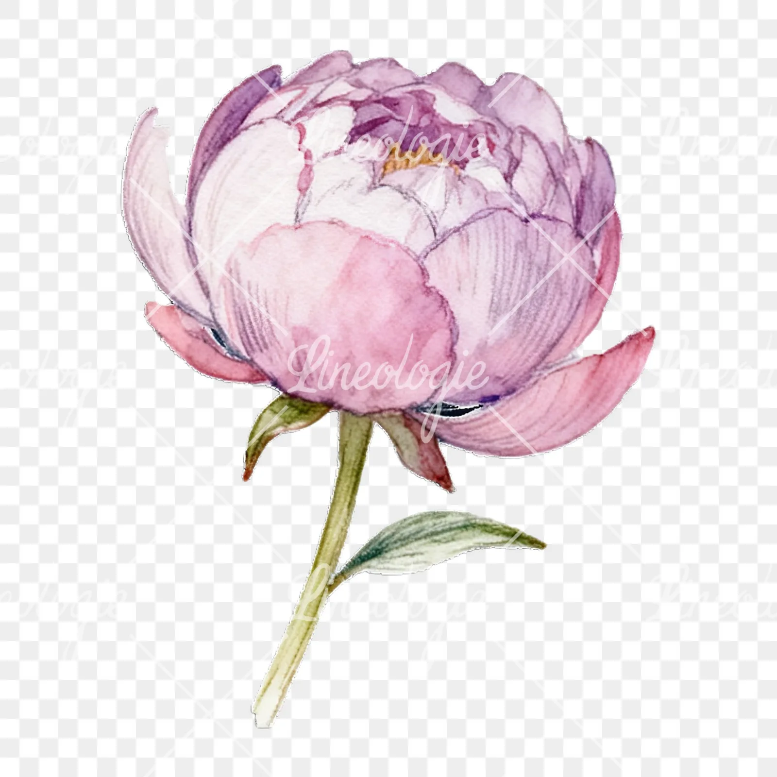 Watercolor peony with partial stems clipart 7 of 9 on a transparent background (PNG)