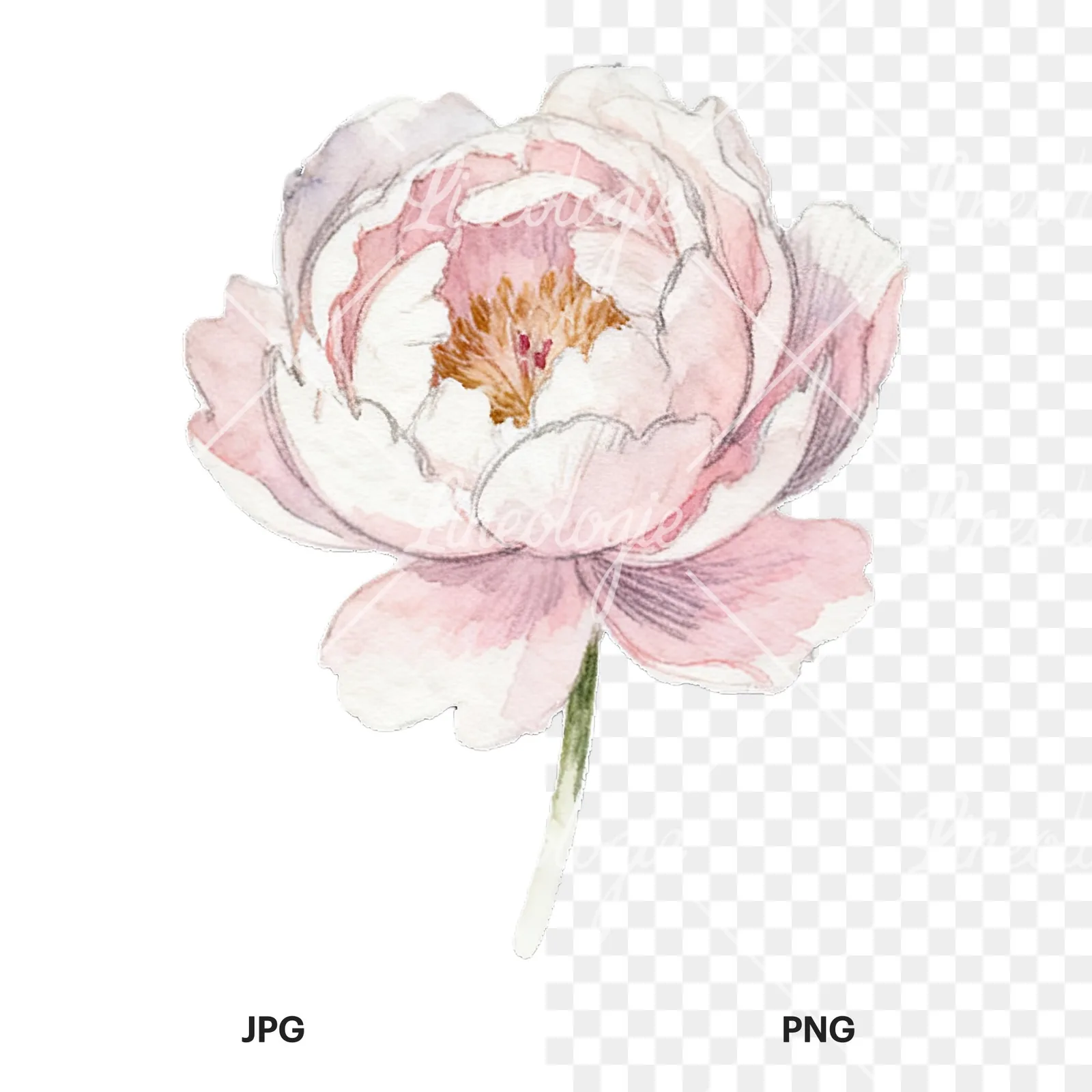 Watercolor peony with partial stems clipart 8 of 9, as a JPG on white and a transparent PNG