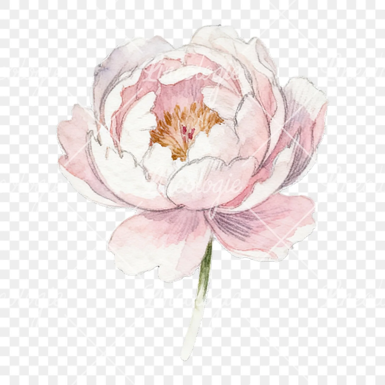 Watercolor peony with partial stems clipart 8 of 9 on a transparent background (PNG)
