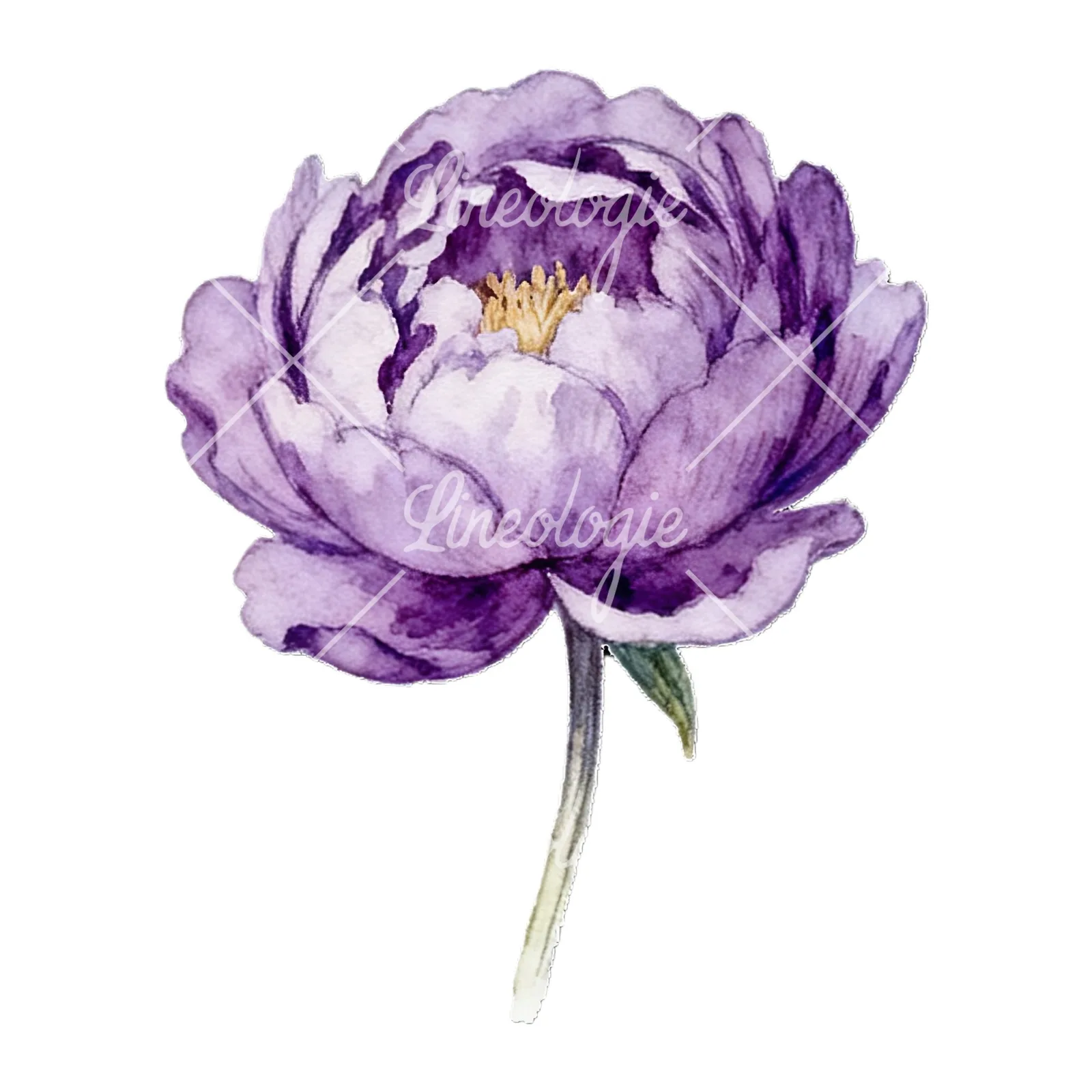 Watercolor peony with partial stems clipart 9 of 9 on a white background (JPG)