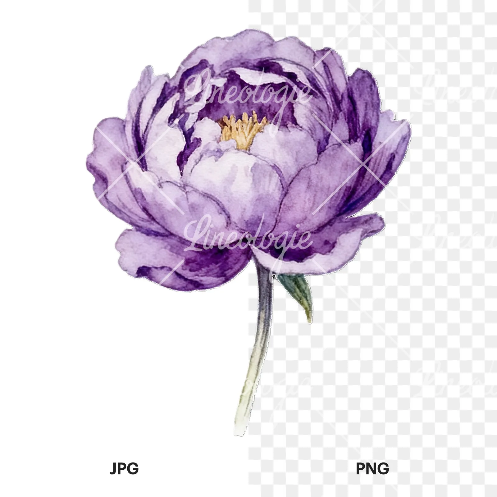 Watercolor peony with partial stems clipart 9 of 9, as a JPG on white and a transparent PNG