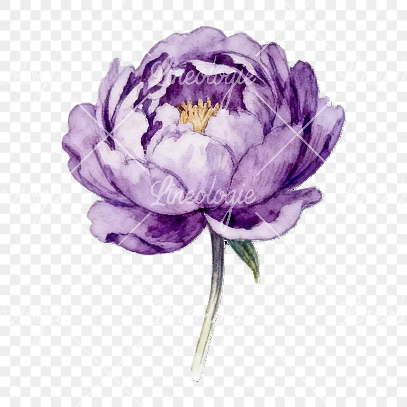 Watercolor peony with partial stems clipart 9 of 9 on a transparent background (PNG)