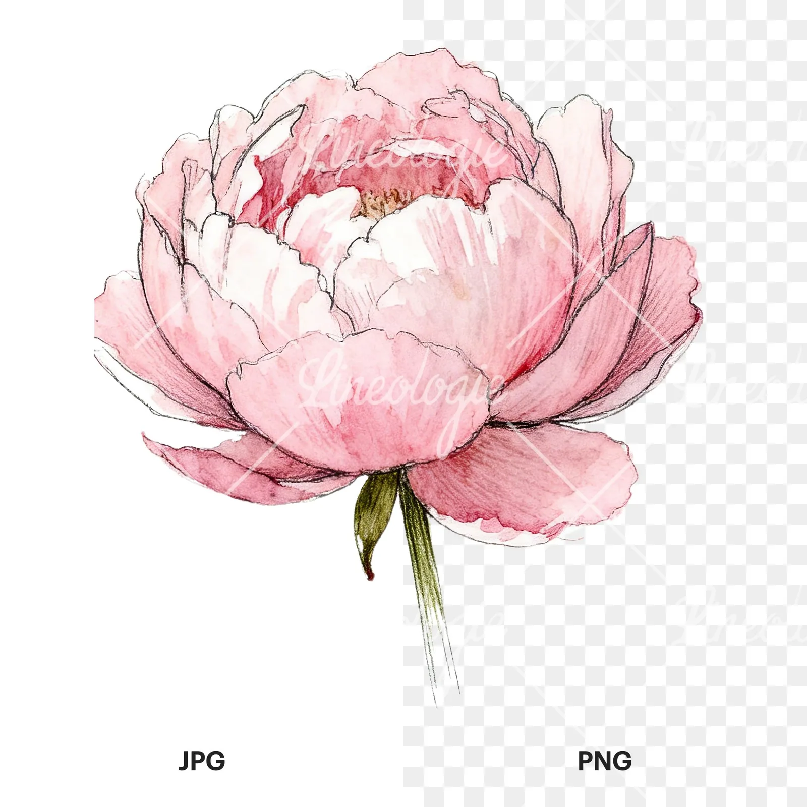 Watercolor white and pink peony clipart 1 of 9, as a JPG on white and a transparent PNG