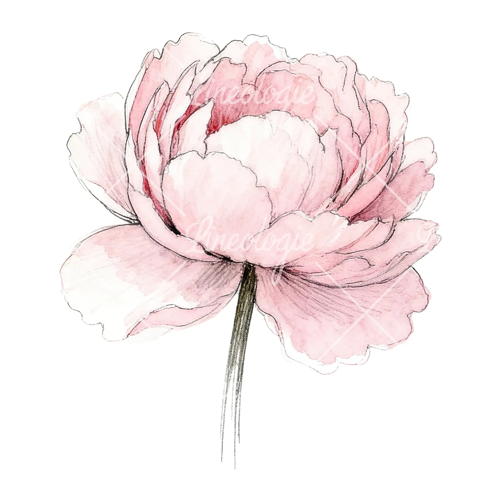 Watercolor white and pink peony clipart 2 of 9 on a white background (JPG)