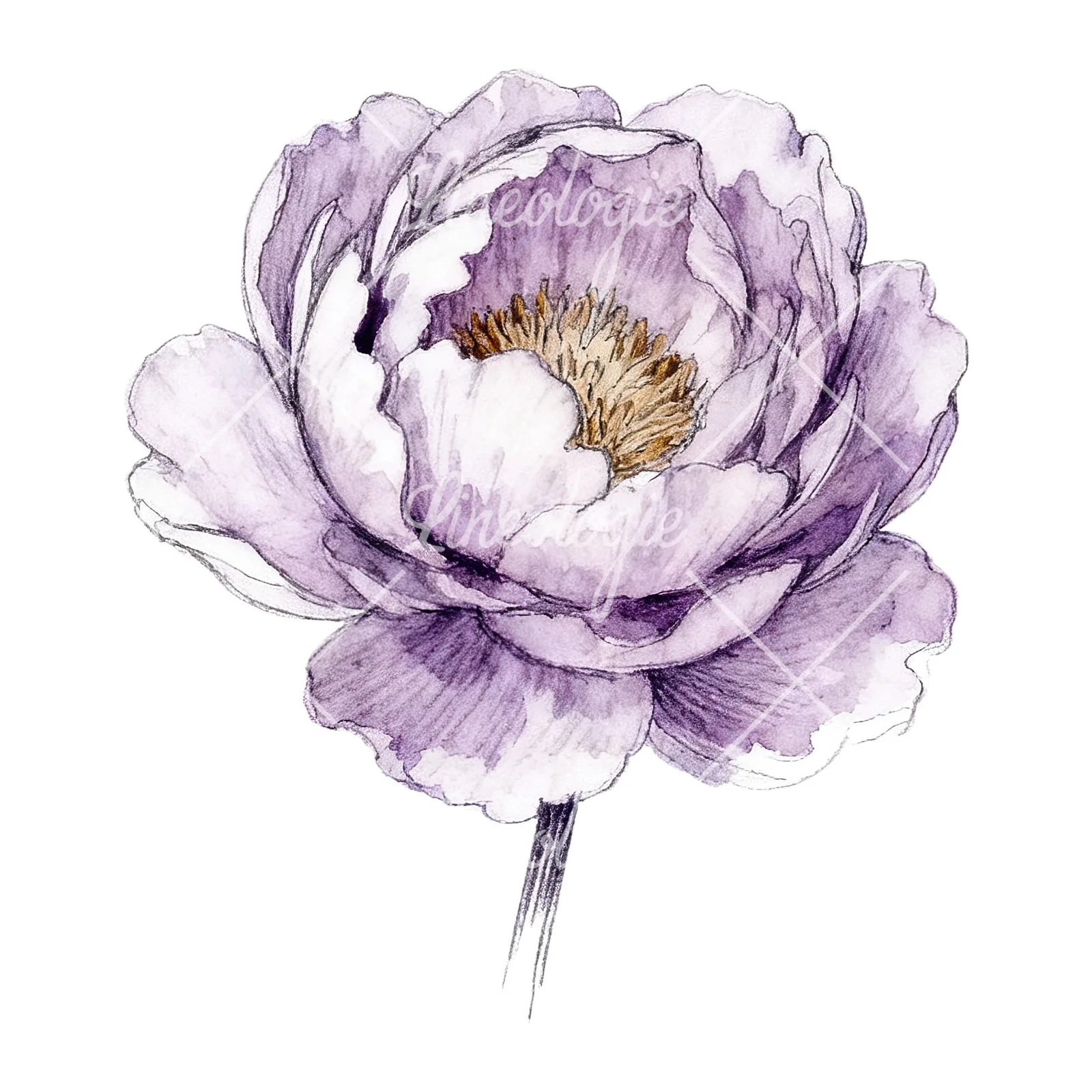 Watercolor white and pink peony clipart 8 of 9 on a white background (JPG)