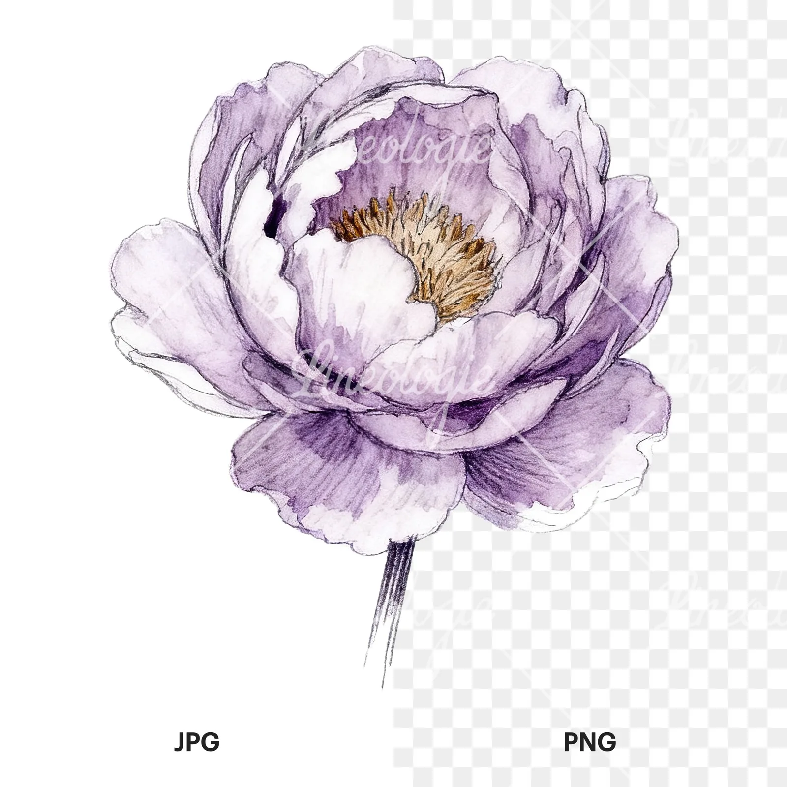 Watercolor white and pink peony clipart 8 of 9, as a JPG on white and a transparent PNG