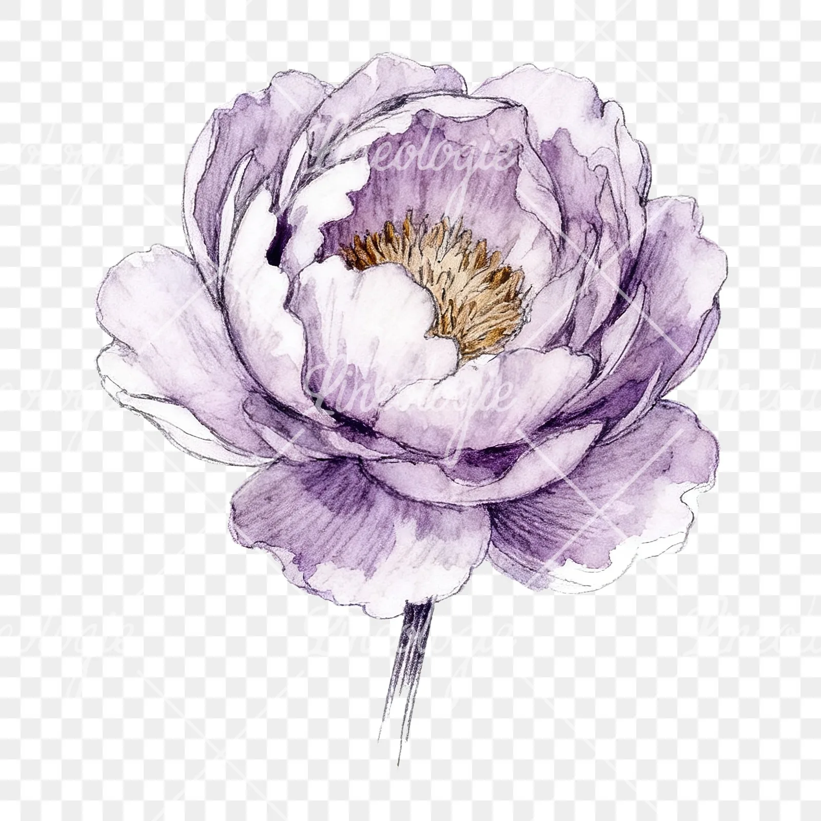 Watercolor white and pink peony clipart 8 of 9 on a transparent background (PNG)