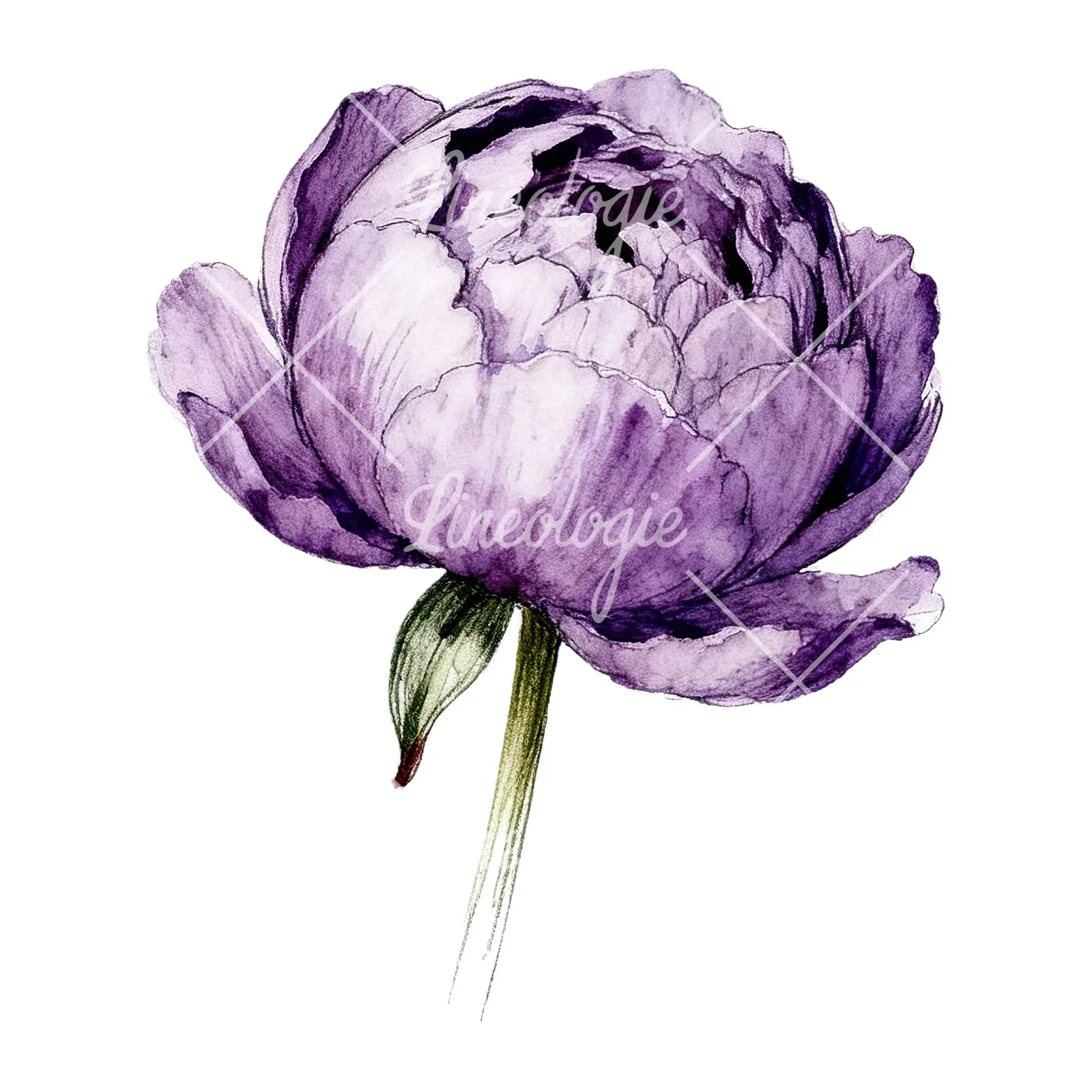 Watercolor white and pink peony clipart 9 of 9 on a white background (JPG)