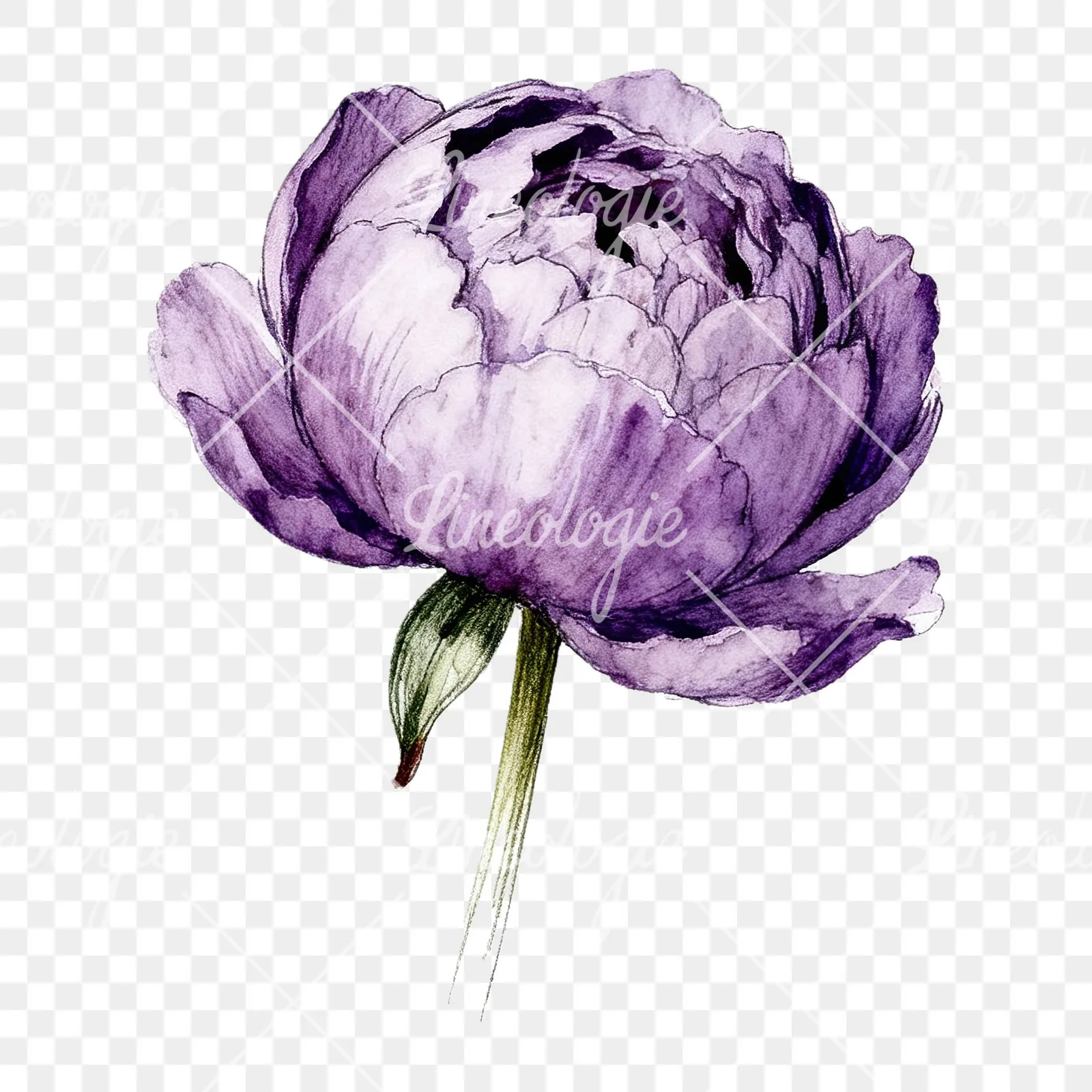 Watercolor white and pink peony clipart 9 of 9 on a transparent background (PNG)