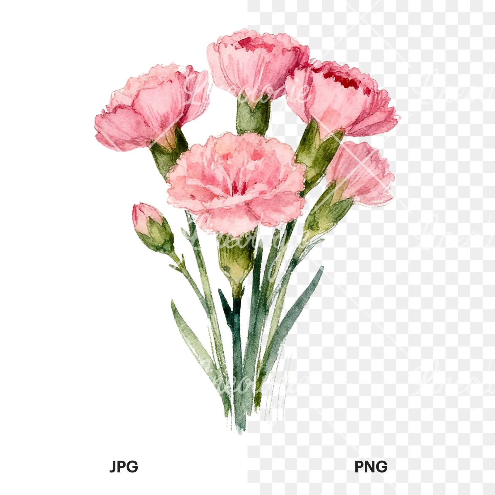 Watercolor loose pink carnation bouquet clipart 3 of 9, as a JPG on white and a transparent PNG