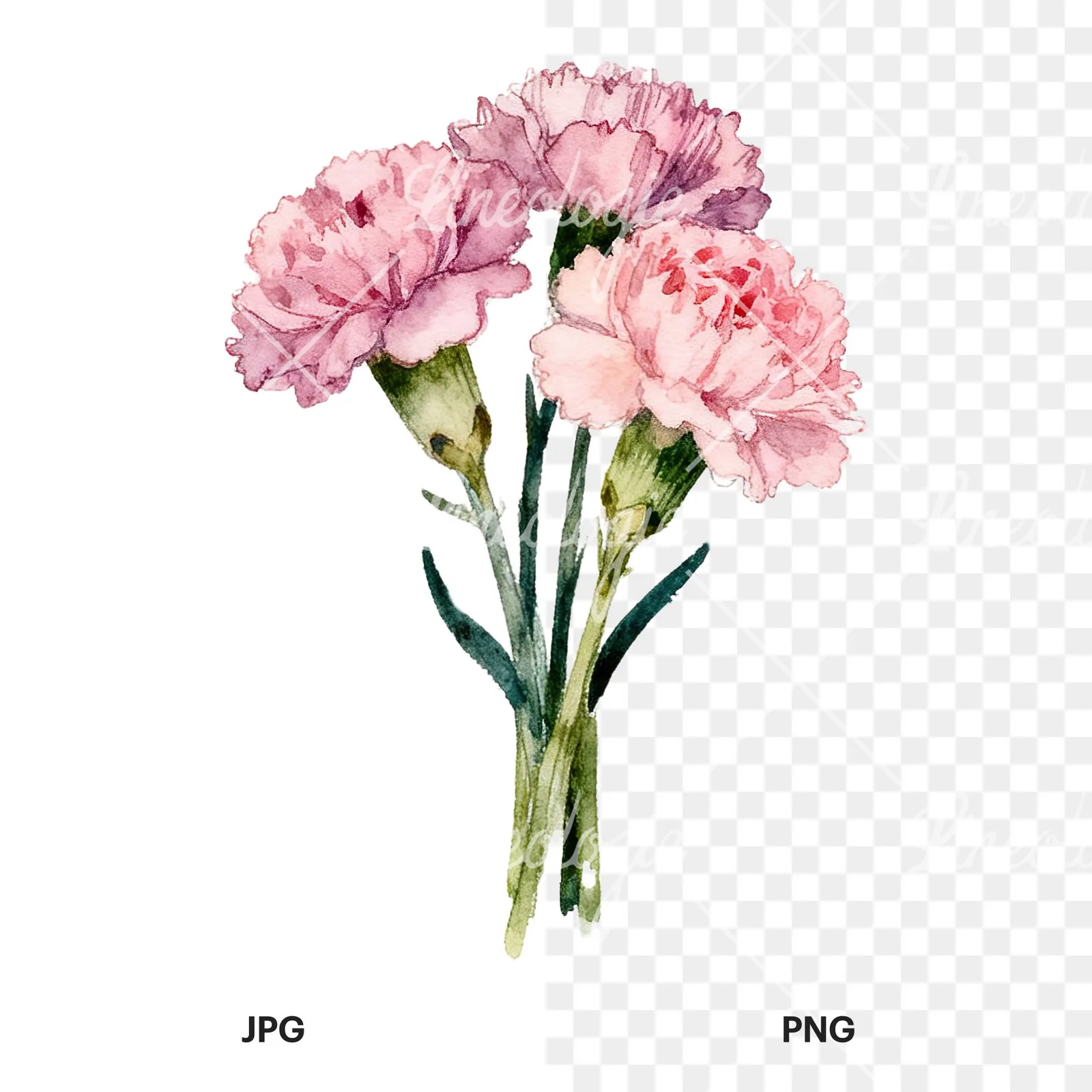 Watercolor loose pink carnation bouquet clipart 7 of 9, as a JPG on white and a transparent PNG