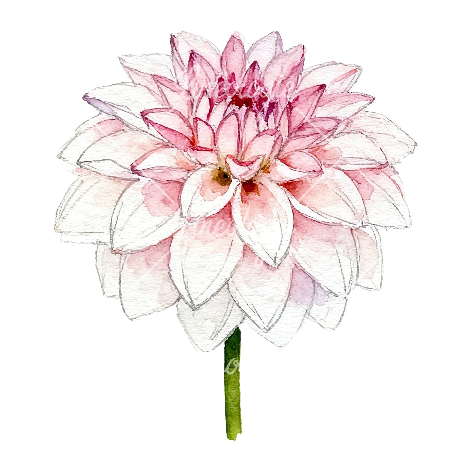Watercolor pink dahlia set clipart 1 of 9 on a white background (JPG)