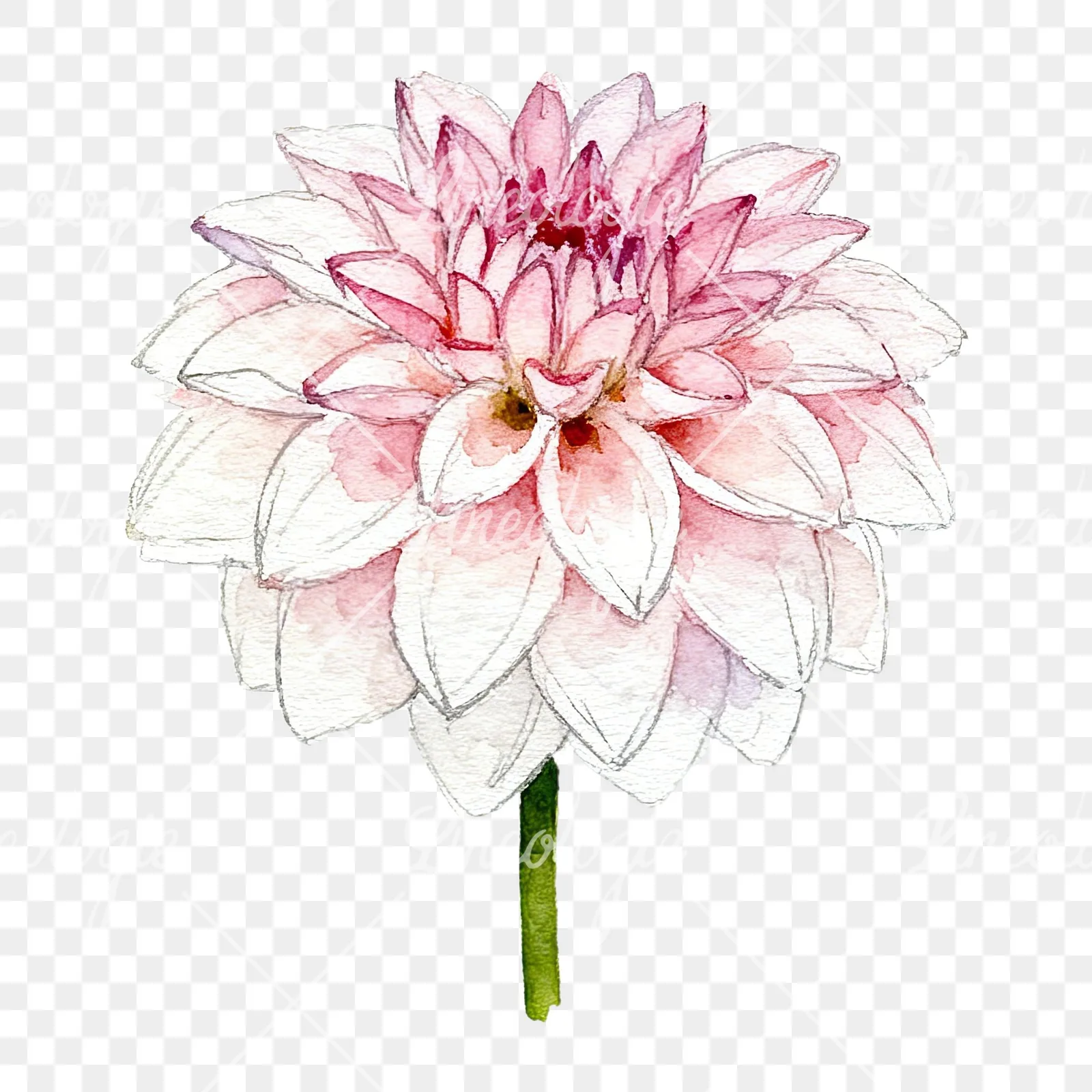 Watercolor pink dahlia set clipart 1 of 9 on a transparent background (PNG)