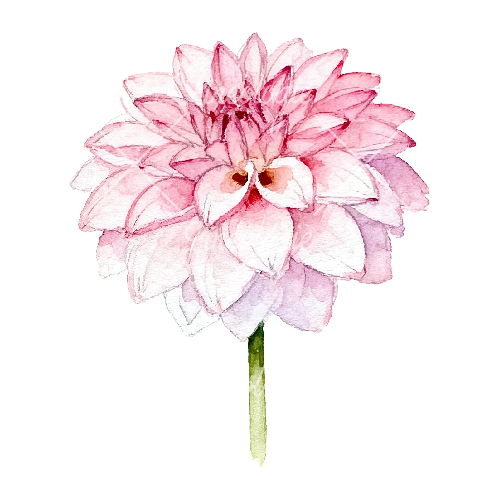 Watercolor pink dahlia set clipart 3 of 9 on a white background (JPG)