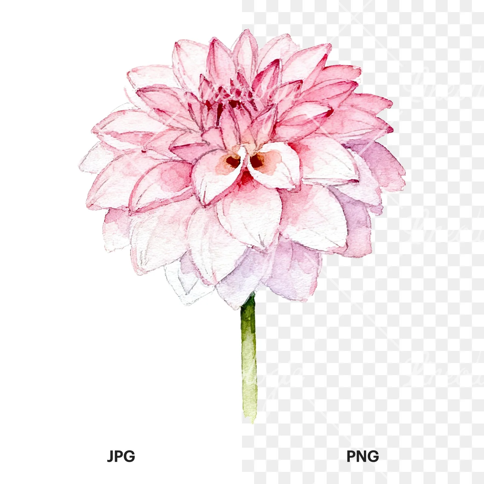 Watercolor pink dahlia set clipart 3 of 9, as a JPG on white and a transparent PNG
