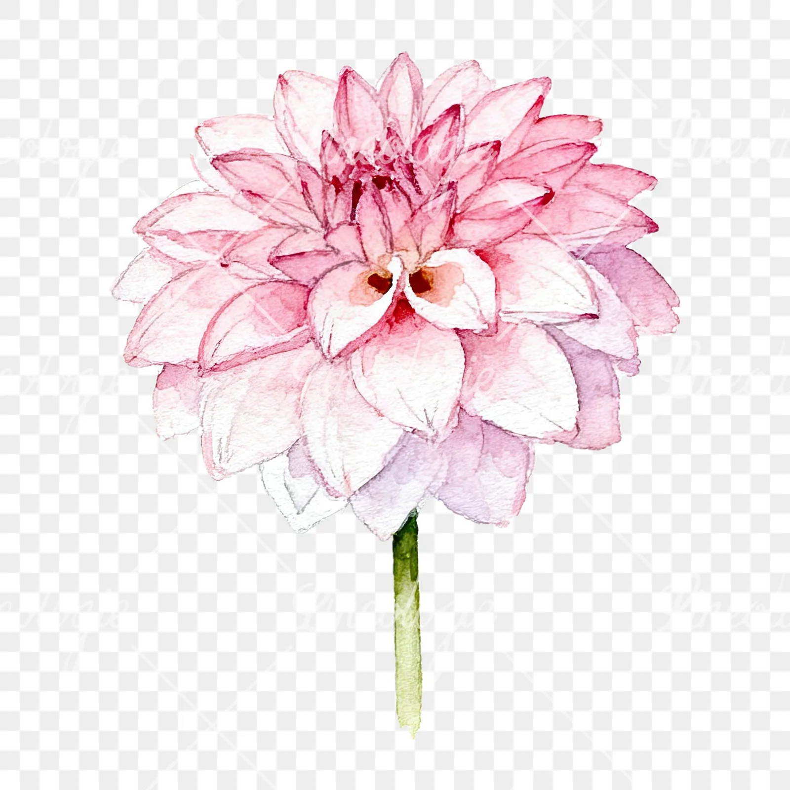 Watercolor pink dahlia set clipart 3 of 9 on a transparent background (PNG)