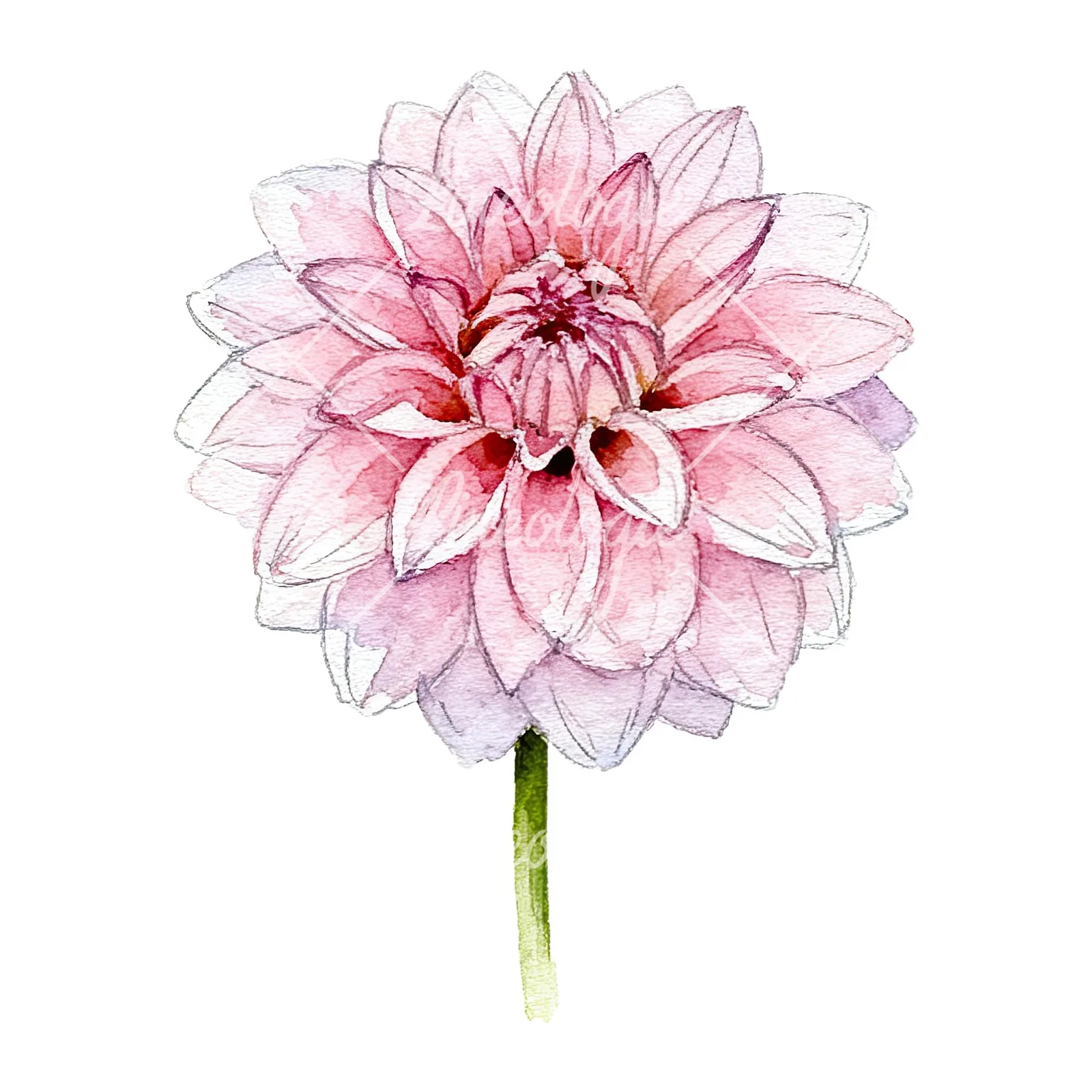 Watercolor pink dahlia set clipart 4 of 9 on a white background (JPG)