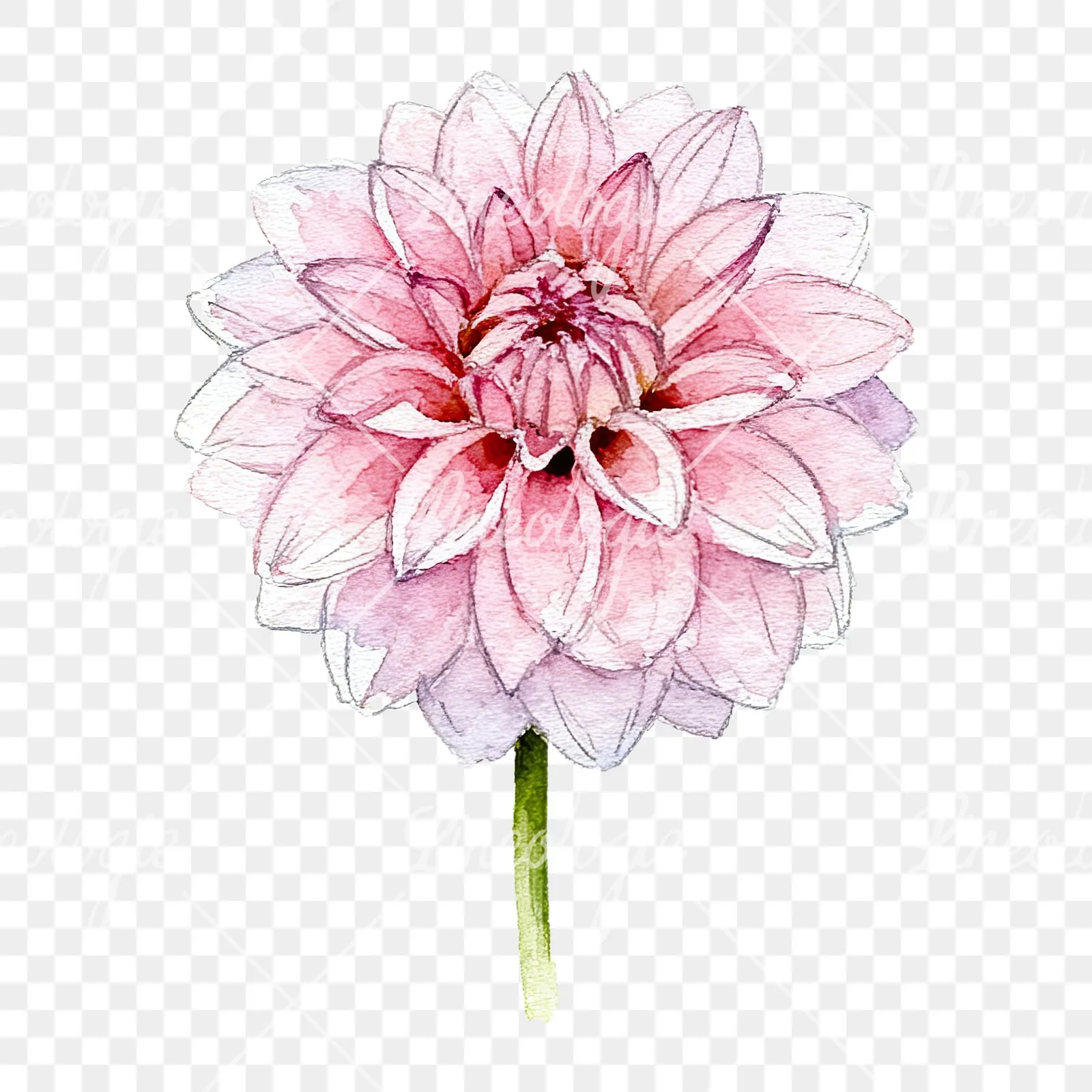 Watercolor pink dahlia set clipart 4 of 9 on a transparent background (PNG)