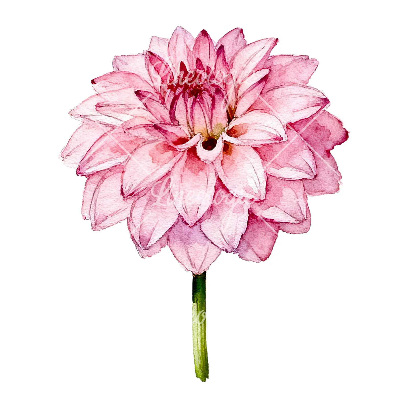 Watercolor pink dahlia set clipart 5 of 9 on a white background (JPG)