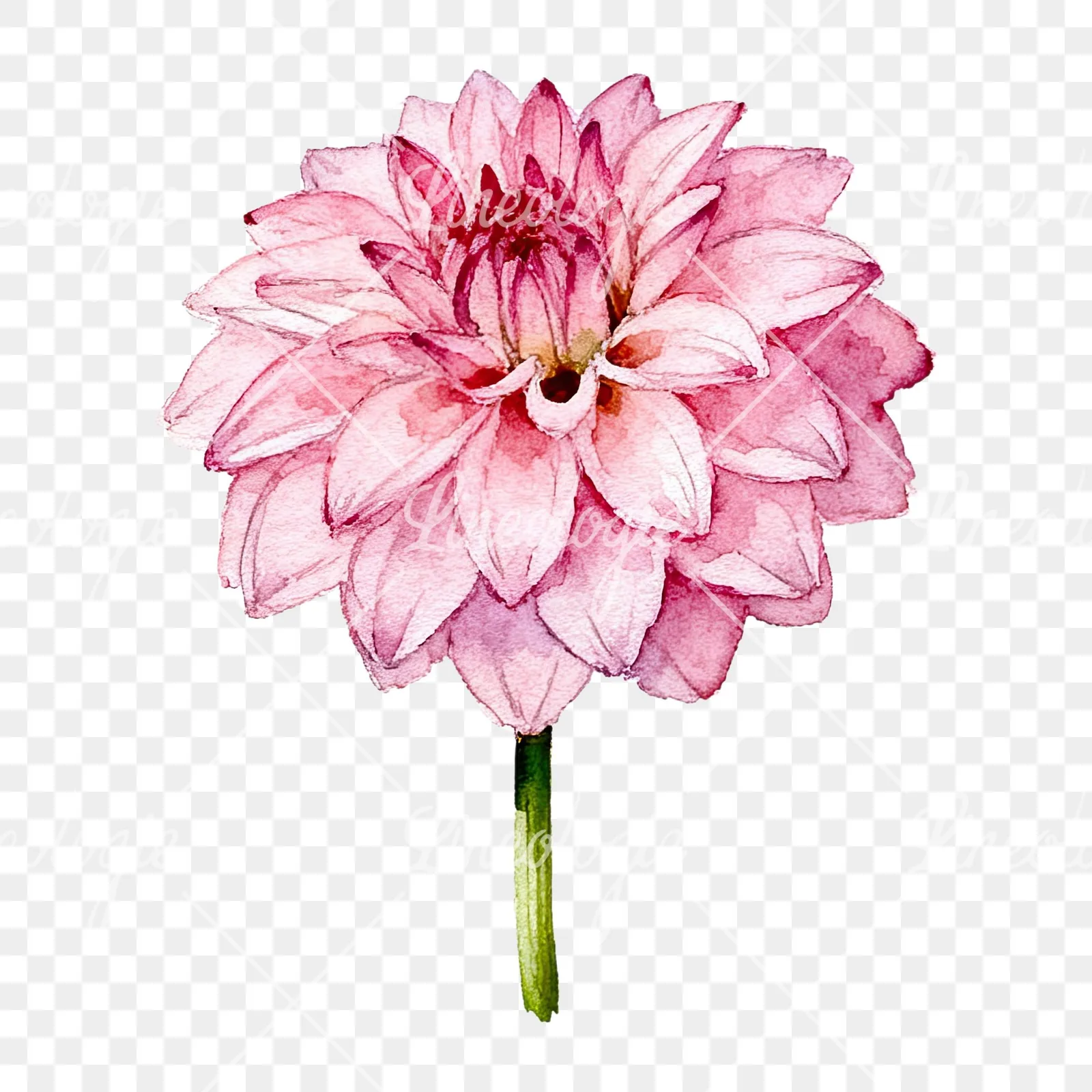 Watercolor pink dahlia set clipart 5 of 9 on a transparent background (PNG)