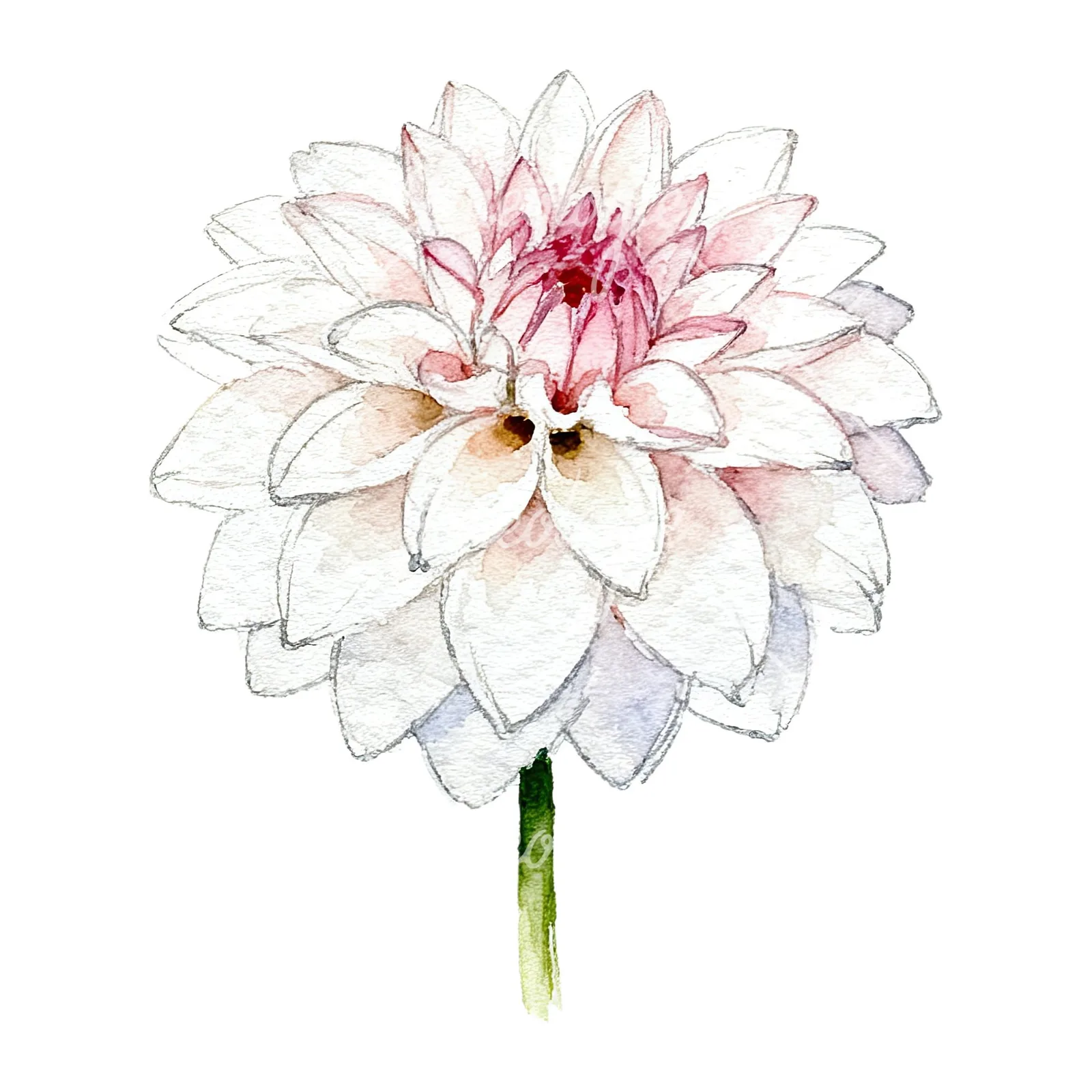 Watercolor pink dahlia set clipart 6 of 9 on a white background (JPG)